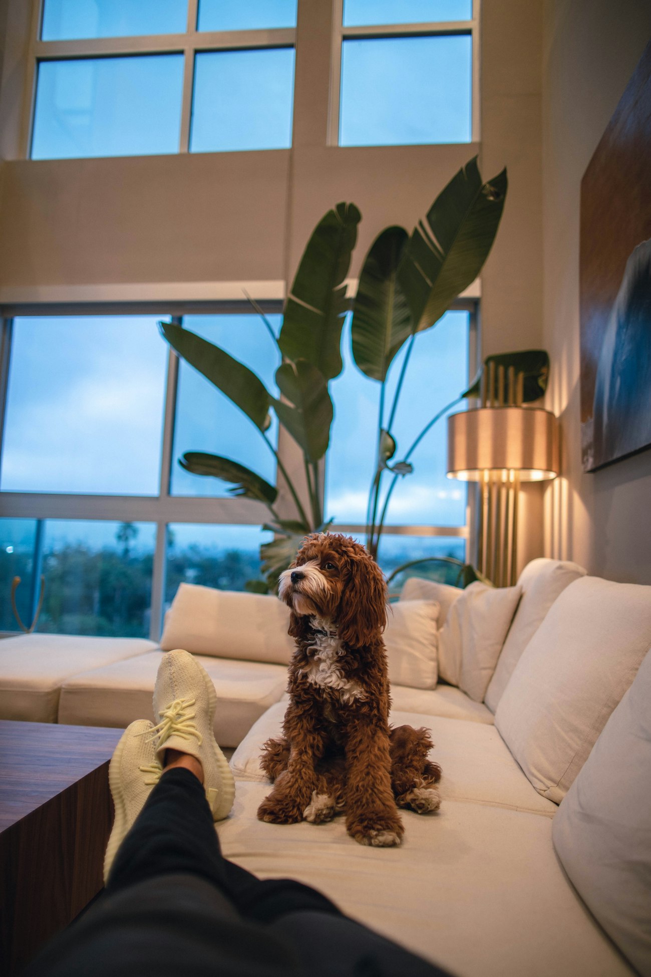 Calm dog relaxing at home