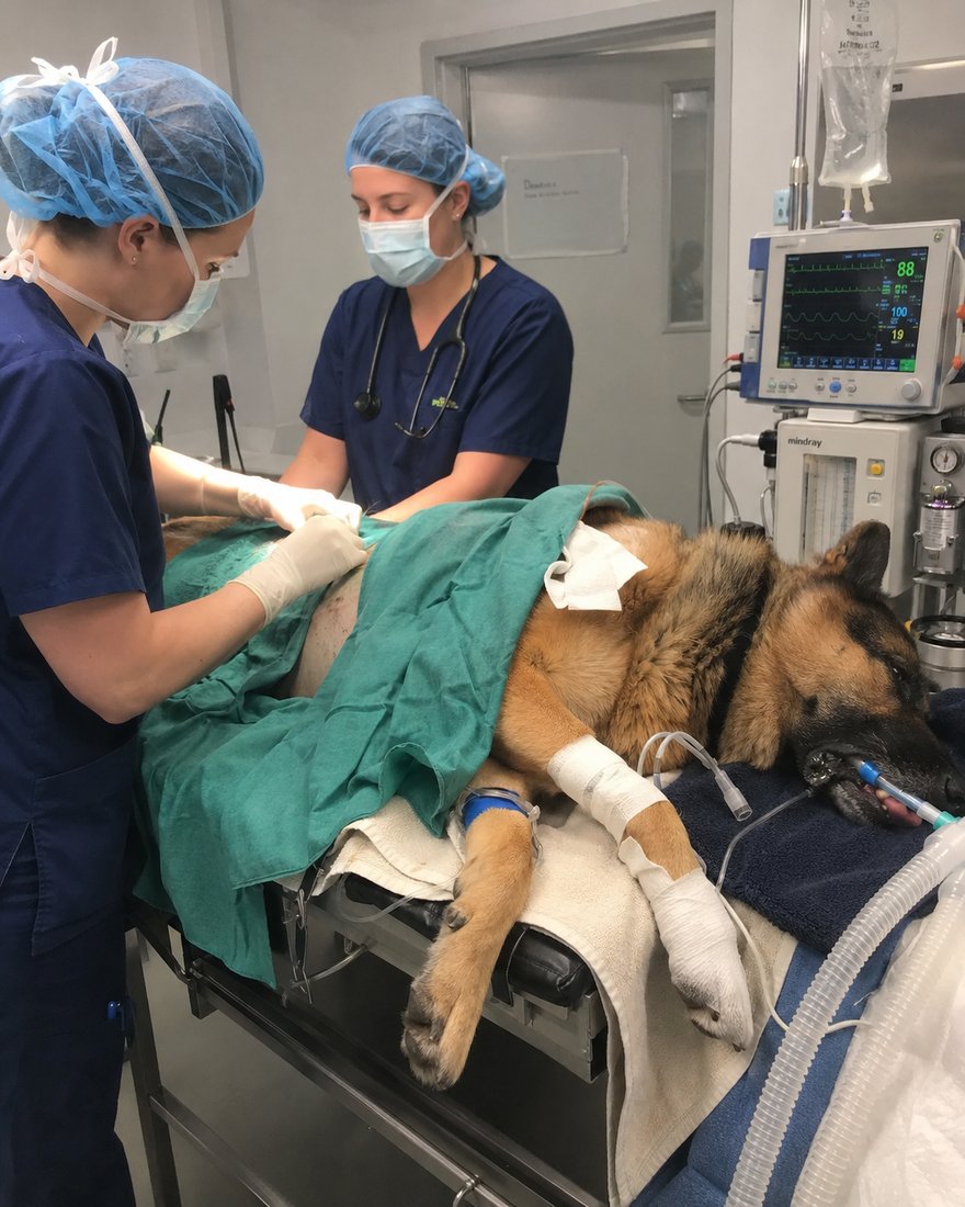 A dog lying on a veterinary operating table while a vet nurse tends to a wound on its leg