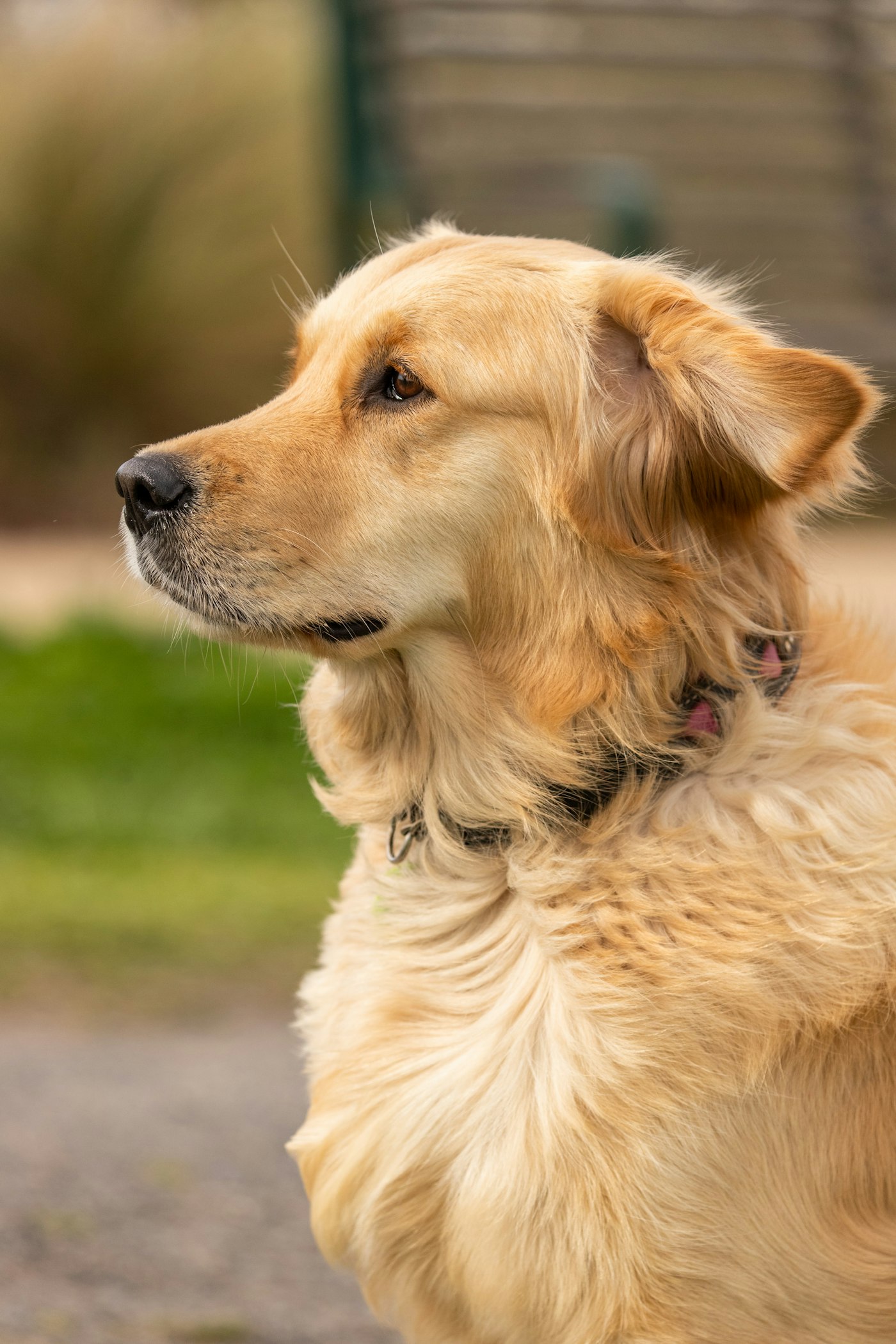 Senior dog with owner